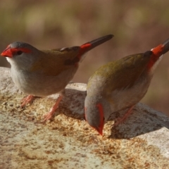 Neochmia temporalis (Red-browed Finch) at Black Range, NSW - 25 Jul 2020 by AndrewMcCutcheon