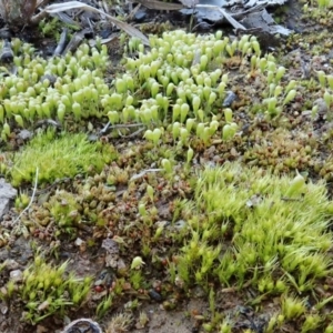 Pleuridium sp. at Cook, ACT - 21 Jul 2020