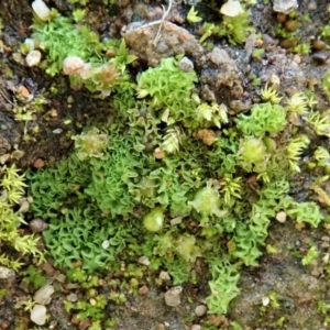 Fossombronia sp. (genus) at Holt, ACT - 13 Jul 2020