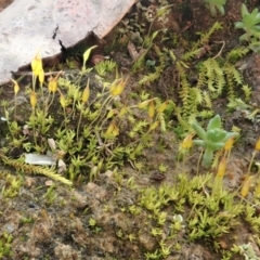 Pottiaceae (family) (A moss) at Mount Painter - 18 Jul 2020 by CathB