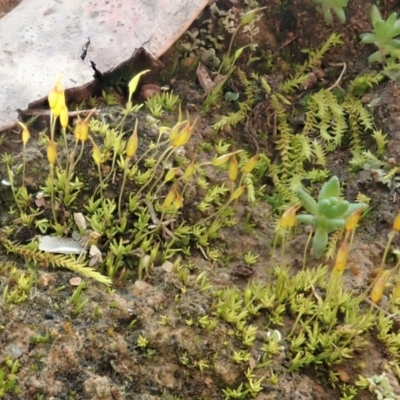 Pottiaceae (family) (A moss) at Cook, ACT - 18 Jul 2020 by CathB