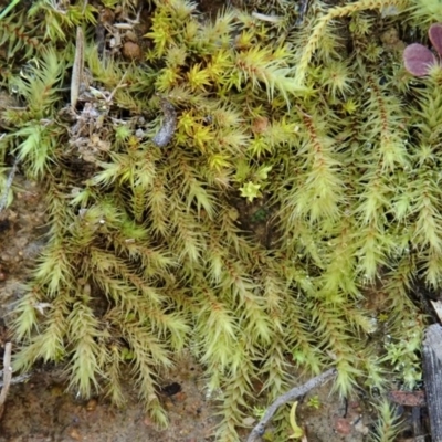 Breutelia (A moss) at Mount Painter - 21 Jul 2020 by CathB