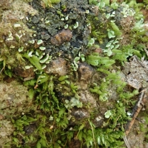 Fissidens sp. at Cook, ACT - 18 Jul 2020