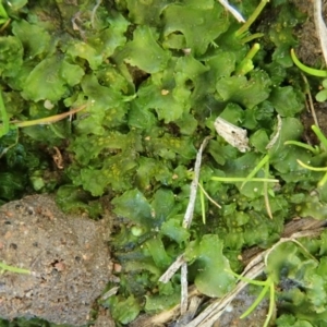 Phaeoceros sp. at Cook, ACT - 23 Jul 2020