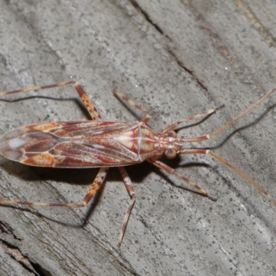 Miridae (family) (Unidentified plant bug) at Downer, ACT - 3 Jul 2020 by TimL