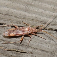 Miridae (family) at Downer, ACT - 3 Jul 2020