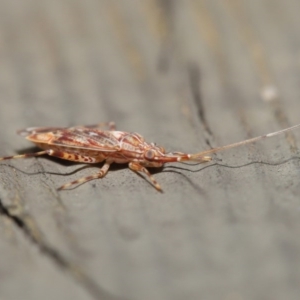 Miridae (family) at Downer, ACT - 3 Jul 2020 11:51 AM