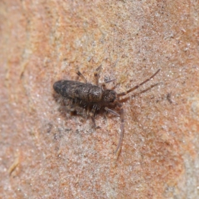 Paronellidae (family) (Paronellid springtail) at ANBG - 3 Jul 2020 by TimL