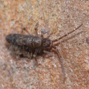 Paronellidae (family) at Acton, ACT - 3 Jul 2020