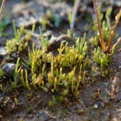 Eccremidium sp. at Mount Painter - 23 Jul 2020 by CathB