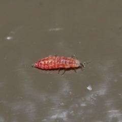 Unidentified Insect at Acton, ACT - 3 Jul 2020 by TimL