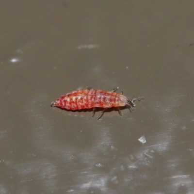 Unidentified Insect at Acton, ACT - 3 Jul 2020 by TimL