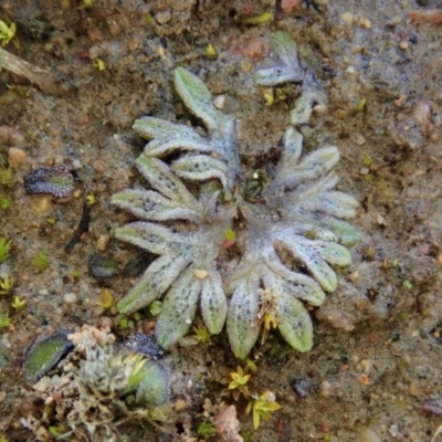 Riccia sp. (genus) (Liverwort) at Mount Painter - 23 Jul 2020 by CathB
