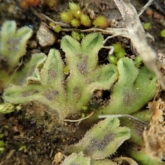 Riccia asprella (Pale Crystalwort) at Cook, ACT - 23 Jul 2020 by CathB