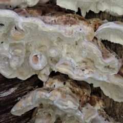 zz Polypore (shelf/hoof-like) at Cook, ACT - 11 Jul 2020