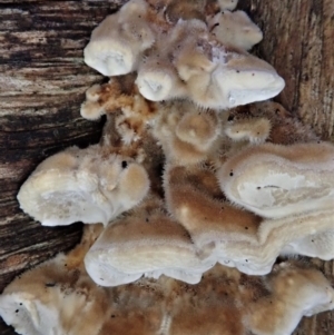 zz Polypore (shelf/hoof-like) at Cook, ACT - 11 Jul 2020