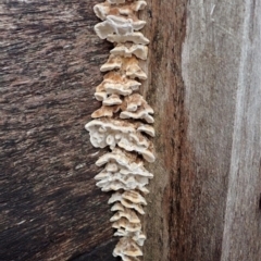 zz Polypore (shelf/hoof-like) at Cook, ACT - 11 Jul 2020