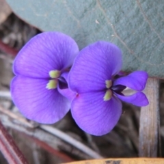 Hardenbergia violacea (False Sarsaparilla) at Downer, ACT - 25 Jul 2020 by Christine