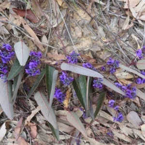 Hardenbergia violacea at Downer, ACT - 25 Jul 2020