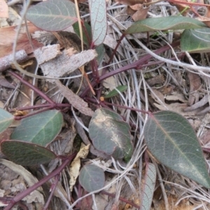 Hardenbergia violacea at Downer, ACT - 25 Jul 2020