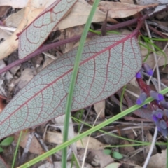 Hardenbergia violacea at Downer, ACT - 25 Jul 2020