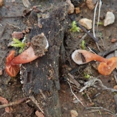 zz agaric (stem; gills not white/cream) at Cook, ACT - 23 Jul 2020 by CathB