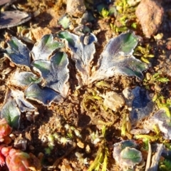 Riccia cartilaginosa (Liverwort) at Ainslie, ACT - 25 Jul 2020 by JanetRussell