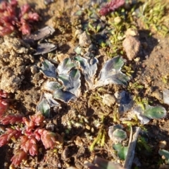 Riccia cartilaginosa at Ainslie, ACT - 25 Jul 2020