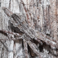 Tamopsis fickerti (Two-tailed spider) at ANBG - 3 Jul 2020 by TimL