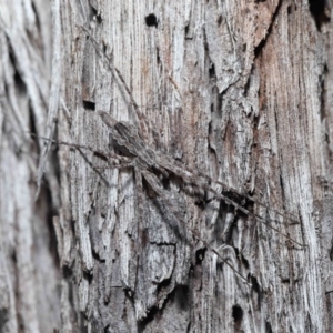 Tamopsis fickerti at Downer, ACT - 3 Jul 2020