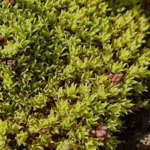 Barbula sp. at Ainslie, ACT - 25 Jul 2020