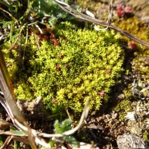 Barbula sp. at Ainslie, ACT - 25 Jul 2020