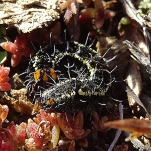 Apina callisto at Ainslie, ACT - 25 Jul 2020