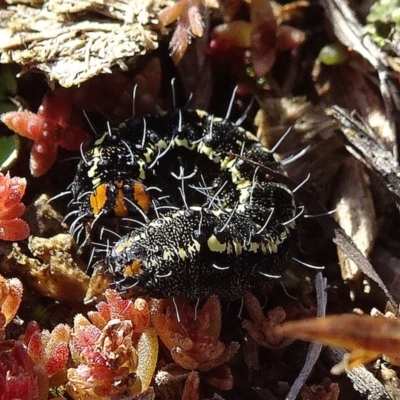 Apina callisto (Pasture Day Moth) at Ainslie, ACT - 25 Jul 2020 by JanetRussell