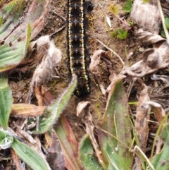 Apina callisto (Pasture Day Moth) at Deakin, ACT - 25 Jul 2020 by Ct1000