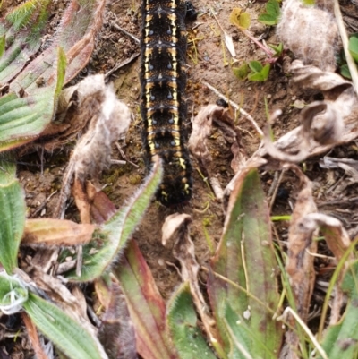 Apina callisto (Pasture Day Moth) at Deakin, ACT - 25 Jul 2020 by Ct1000