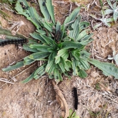 Apina callisto at Deakin, ACT - 25 Jul 2020