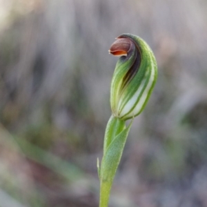 Speculantha rubescens at Canberra Central, ACT - 12 Apr 2014