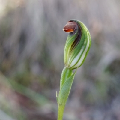 Speculantha rubescens (Blushing Tiny Greenhood) at Canberra Central, ACT - 12 Apr 2014 by AaronClausen