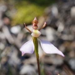 Eriochilus cucullatus (Parson's Bands) at Canberra Central, ACT - 12 Apr 2014 by AaronClausen