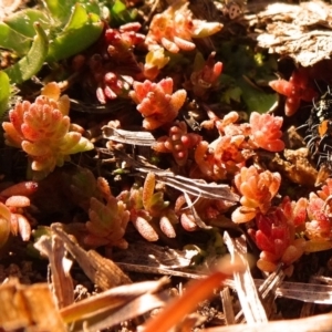 Crassula sieberiana at Ainslie, ACT - 25 Jul 2020 10:08 AM