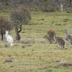 Macropus giganteus at Gundaroo, NSW - suppressed