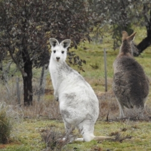 Macropus giganteus at Gundaroo, NSW - suppressed