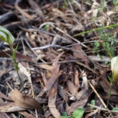 Diplodium ampliatum (Large Autumn Greenhood) at Canberra Central, ACT - 12 Apr 2014 by AaronClausen