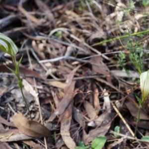 Diplodium ampliatum at Canberra Central, ACT - suppressed