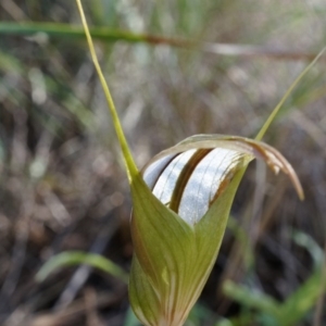 Diplodium ampliatum at Canberra Central, ACT - suppressed