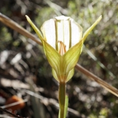 Diplodium ampliatum at Canberra Central, ACT - suppressed