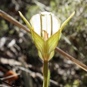 Diplodium ampliatum at Canberra Central, ACT - suppressed