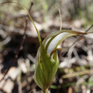 Diplodium ampliatum at Canberra Central, ACT - suppressed