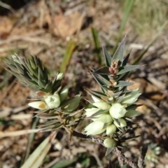 Melichrus urceolatus (Urn Heath) at Campbell, ACT - 25 Jul 2020 by JanetRussell